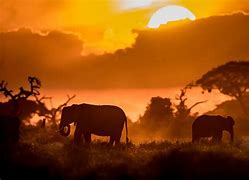 Image result for Kenya Elephants Sunset