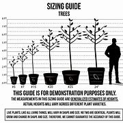 Image result for Plant Model by Size