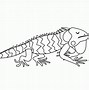 Image result for What Is the Biggest Iguana