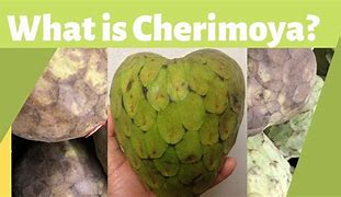 Image result for Cherimoya vs Custard Apple
