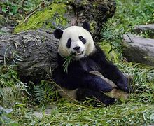 Image result for Taipei Zoo