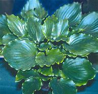 Image result for Hosta Candy Dish