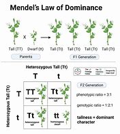 Image result for Second Generation Plant Genetics