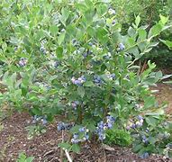 Image result for Vaccinium corymbosum Pioneer