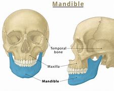 Image result for Functions of the Jawbone