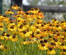 Image result for Helenium Fatamorgana