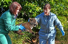 Image result for Zookeeper Feed Tiger Cub