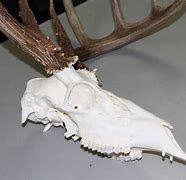 Image result for Whitetail Deer with Canine Teeth