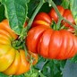 Image result for Heirloom Tomato Varieties List