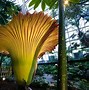 Image result for Biggest Flower in the World vs Human