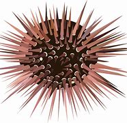 Image result for Sea Urchin Clip Art