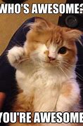 Image result for You Are the Best Cat Meme
