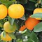 Image result for Apple and Orange Tree