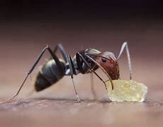Image result for Ant Food