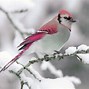 Image result for Bird Photography Wallpaper