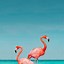 Image result for Flamingo Phone Wallpaper
