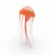 Image result for Jellyfish No Background