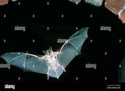 Image result for Microchiroptera