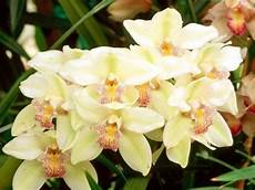 orchidee fiori appassiti fiori orchidea fiori delle piante orchidee fiori appassiti fiori orchidea fiori delle piante