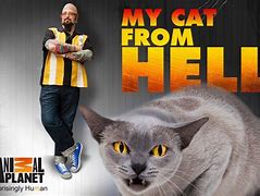 Image result for Cat Jackson Galaxy Meme