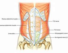 Image result for abdomonal