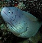 Image result for Marine Life