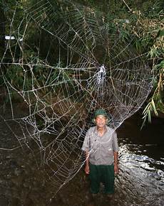 web bid photos world s strongest spider webs found web bid photos world s strongest spider webs found