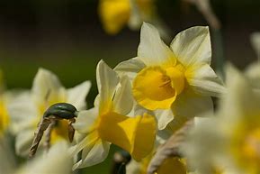 Billedresultat for Narcissus Golden Echo