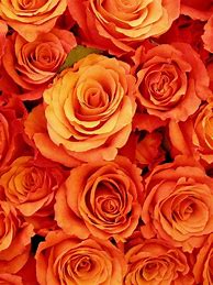 Image result for Nexus Orange Rose Variety