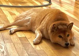 Image result for Old Shiba Inu