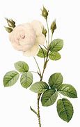 Image result for Rose