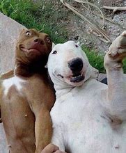Image result for Cat and Dog Selfie Meme