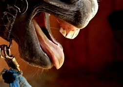 Image result for Horse Tingue