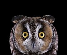 Image result for Long-Eared Owl Meme