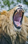 Image result for Why Do We Yawn