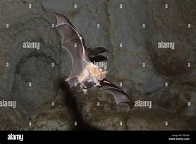Image result for Horseshoe Bat Baby
