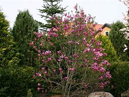 Image result for Magnolia liliiflora Nigra