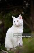 Image result for White Cat Outside