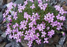 Image result for Dianthus microlepis var. degenii