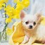 Image result for Free Chihuahua Puppy