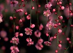 Image result for Sweet Pink Desktop Wallpaper