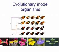 Image result for Model Organisms Evolution