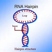 Image result for Hairpin RNA Structure