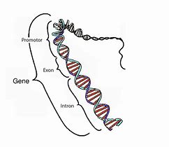 Image result for Shape of Gene