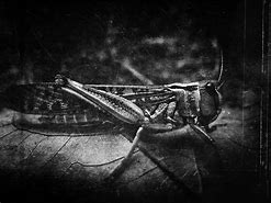 Image result for Cricket Insect Wallpaper