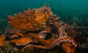 Image result for Crazy Brazilian Jungle Ground Octopus