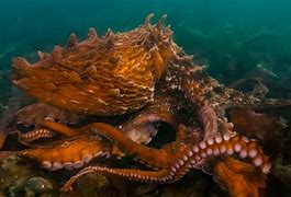 Image result for The Biggest Octopus Living