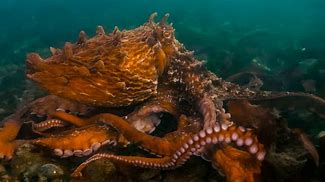 Image result for Biggest Octopus in the World Found Alive