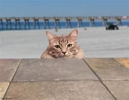 Image result for Cat Beach Damn Meme
