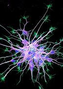 Image result for Neuron Art